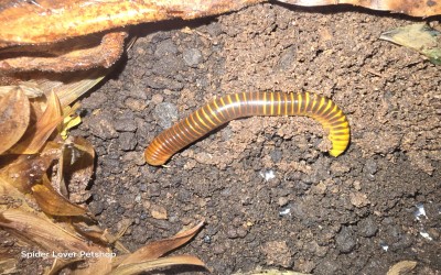 BUMBLEBEE PALU MILIPEDE
